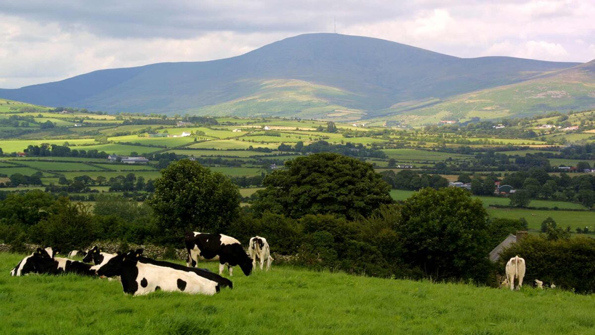 Scenic shot with cows in foreground, fields, trees and large hill in the distance.