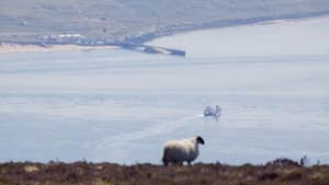 Image of sheep and Magilligan Point View