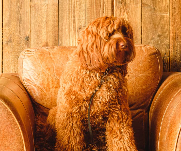 A dog sitting on an armchair.
