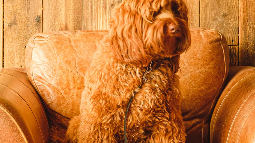 A dog sitting on an armchair.