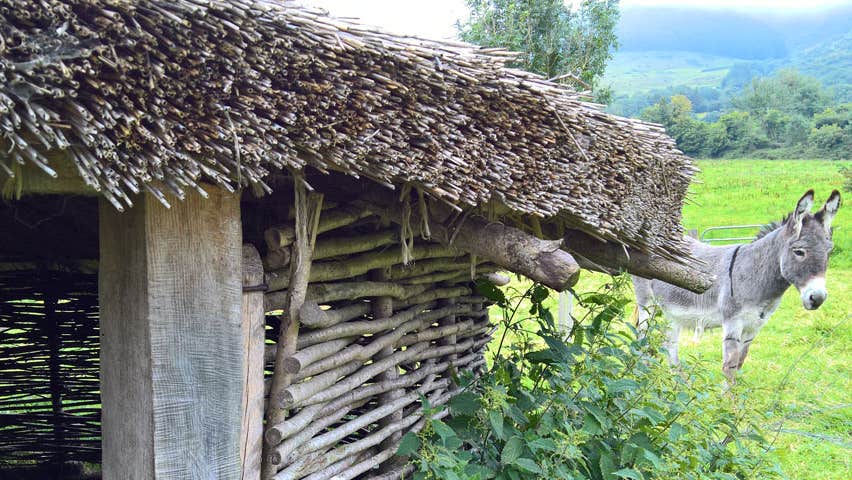 A donkey stands next to a ringfort in a field