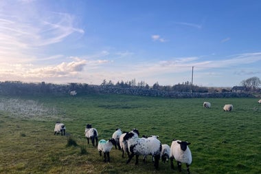 A field under a blue sky with sheep clustered together