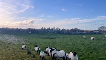 A field under a blue sky with sheep clustered together