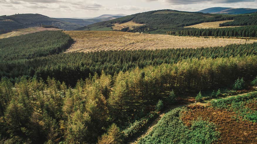 Get lost in the incredible forests in Avoca.