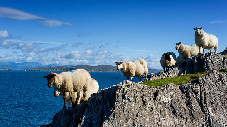 Sheep standing on a rock beside the sea in Coulagh Bay in West Cork