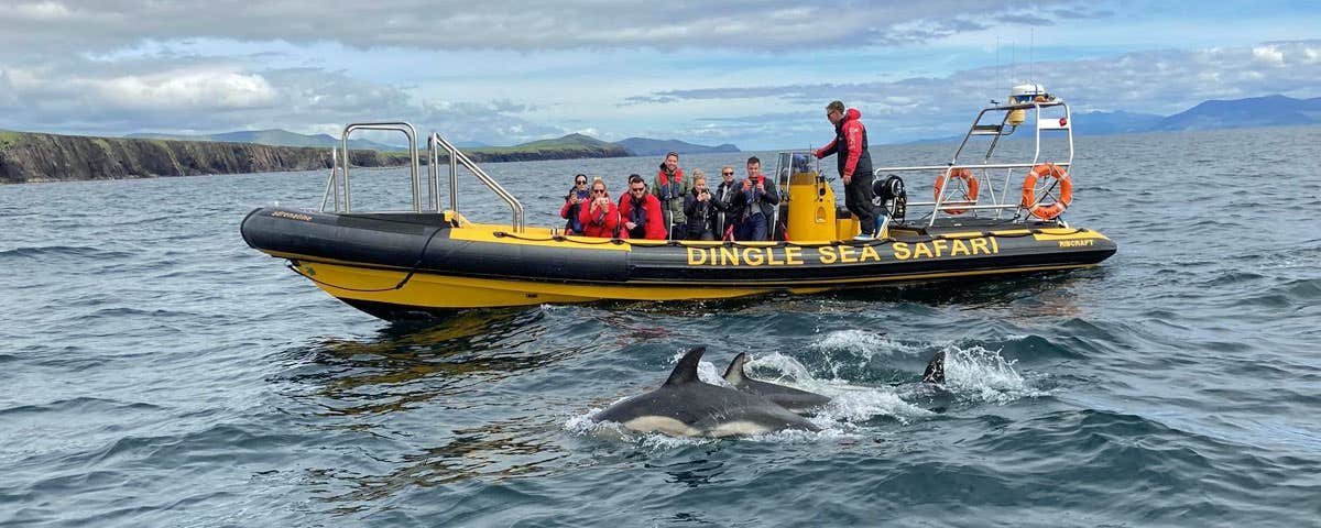 Dingle Sea Safari boat with dolphins alongside