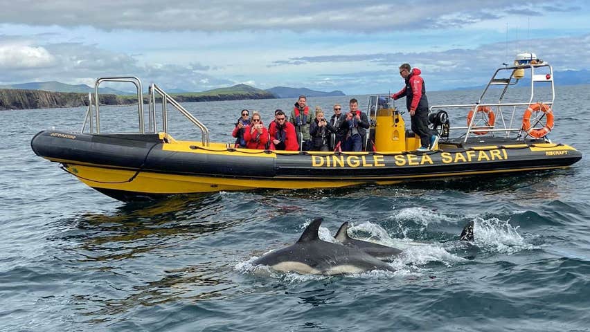 Dingle Sea Safari boat with dolphins alongside