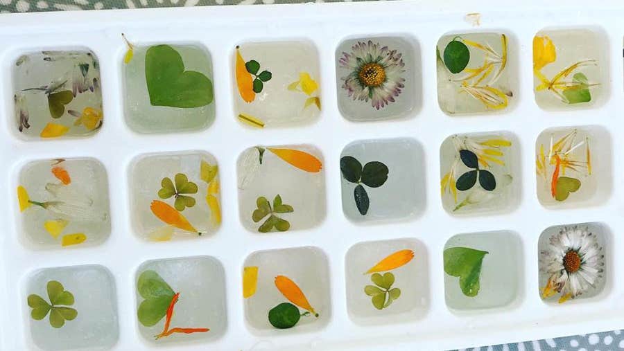 Wild Food Events botanical ice cubes