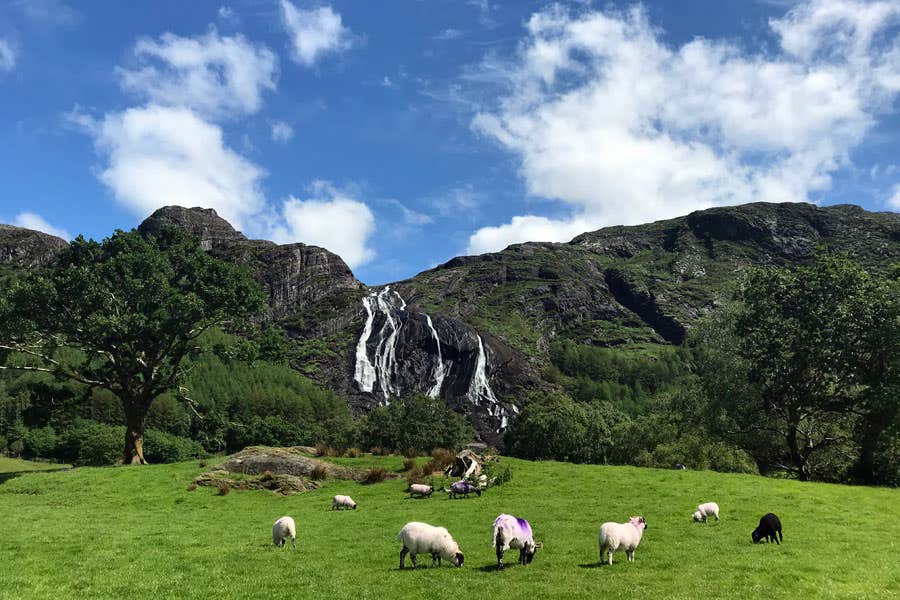 Sheep grazing in a field with a mountain waterfall in background