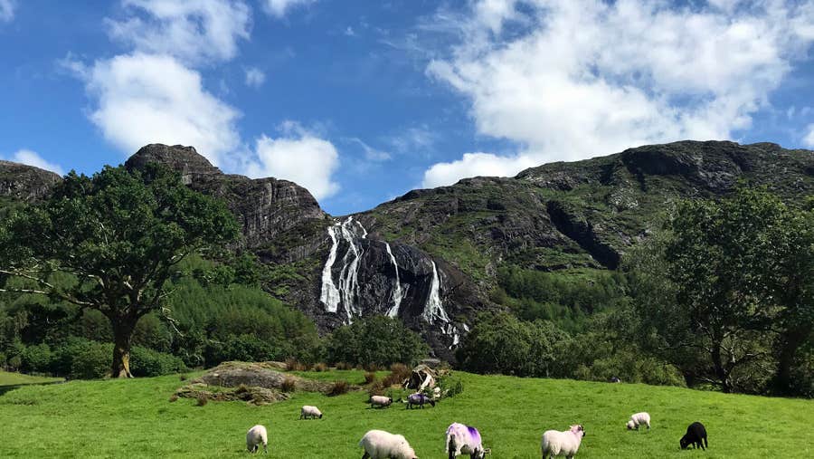 Sheep grazing in a field with a mountain waterfall in background