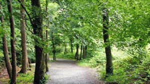 Rath Wood Forest Walks