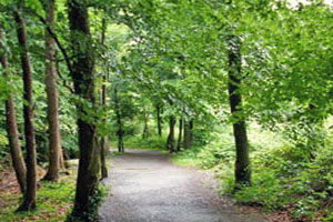 Rathwood Forest Walks, Tullow, Carlow