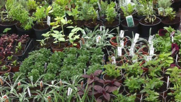 Pots of herbs for sale at Greta's Herbs