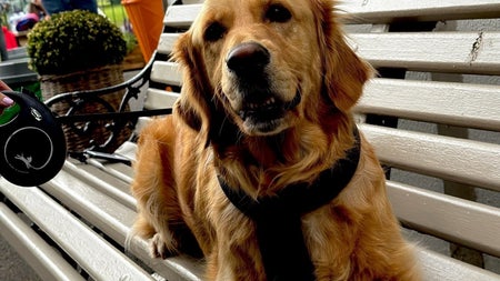 A golden retriever dog relaxing on a park bench at a tea room