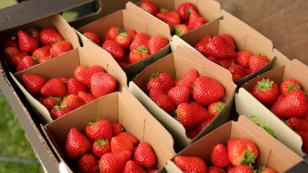 Many small cardboard punnets containing strawberries