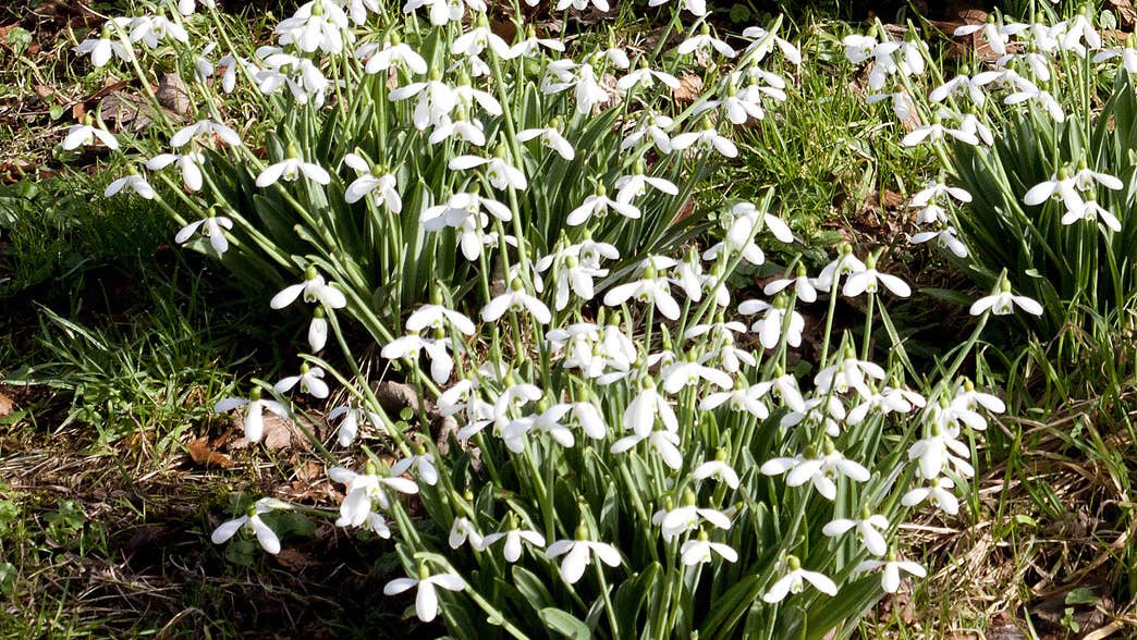 Clusters of tiny white flowers growing.