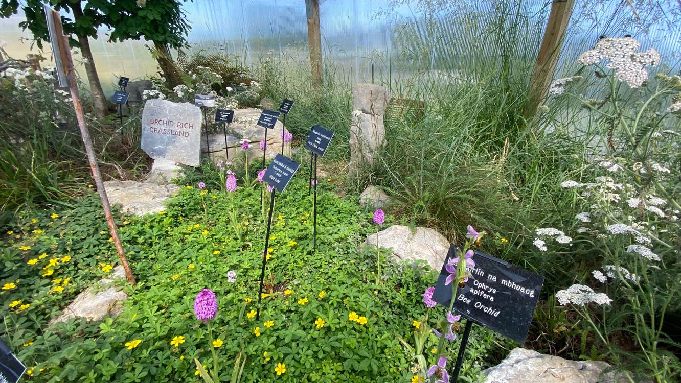 Image of the Burren Nature Sanctuary in County Clare