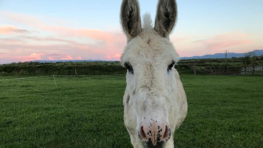A white donkey posing for the camera on Marlhill Open Farm