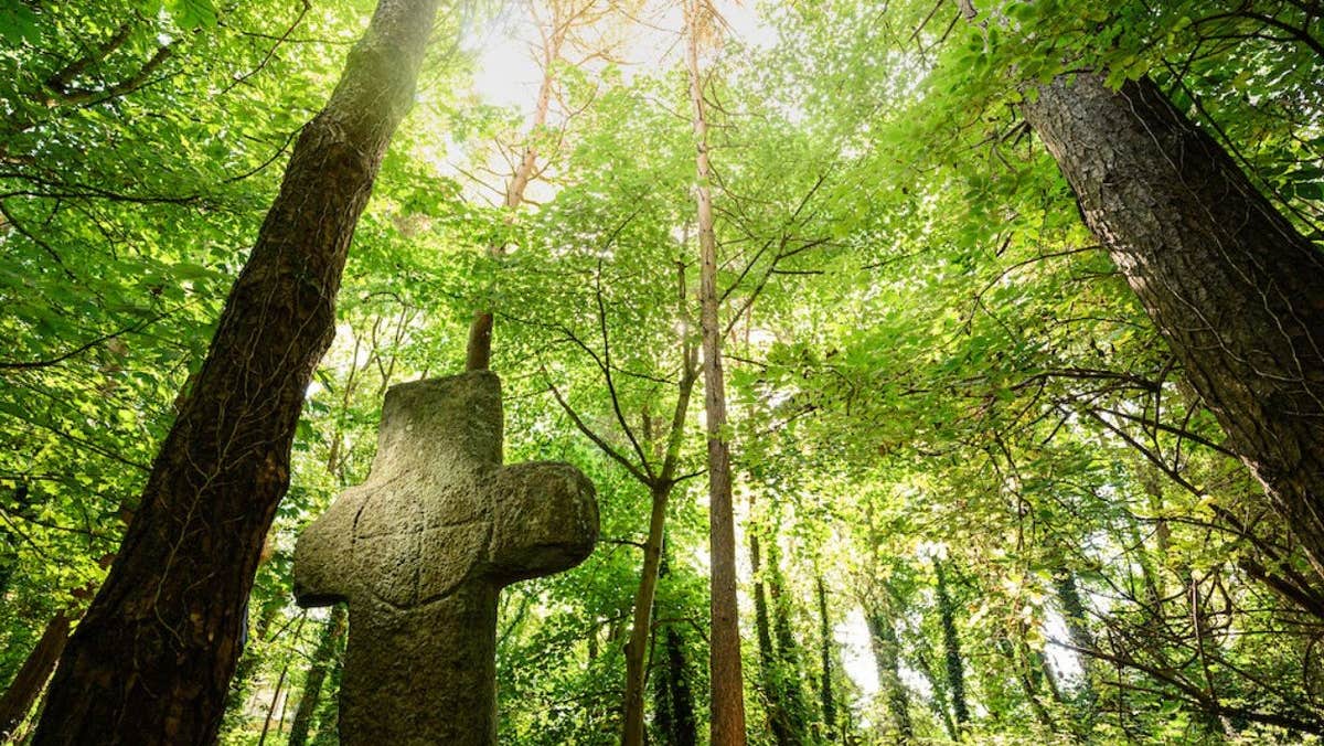 A view of monastic ruins in a forest