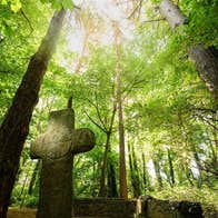 A view of monastic ruins in a forest