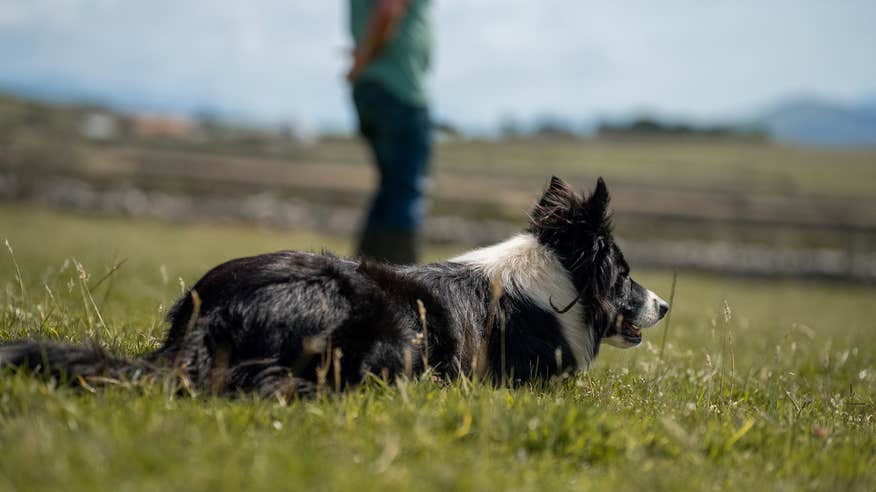 A border collie sheepdog