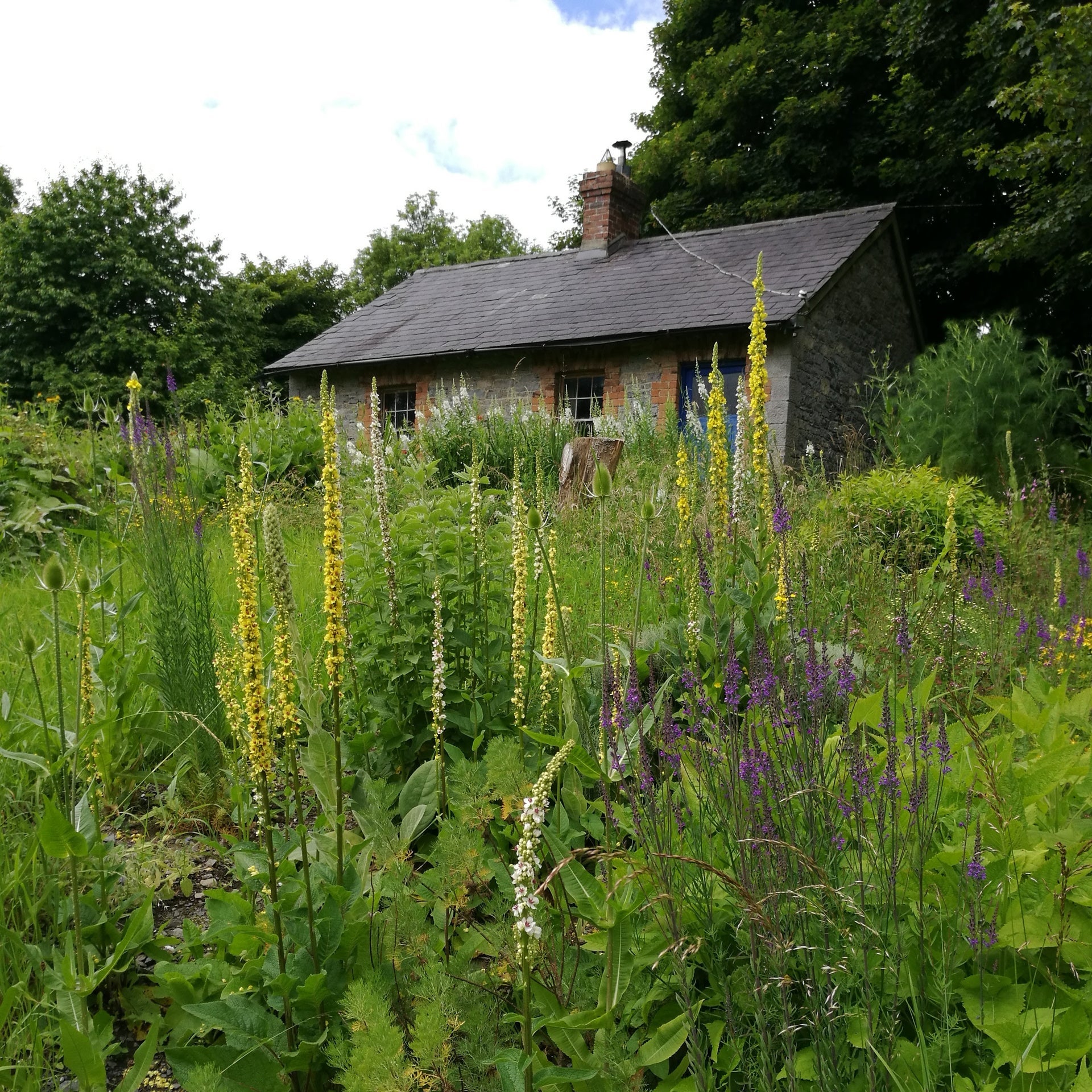 A garden with tall wild flowers in front of a stone cottage