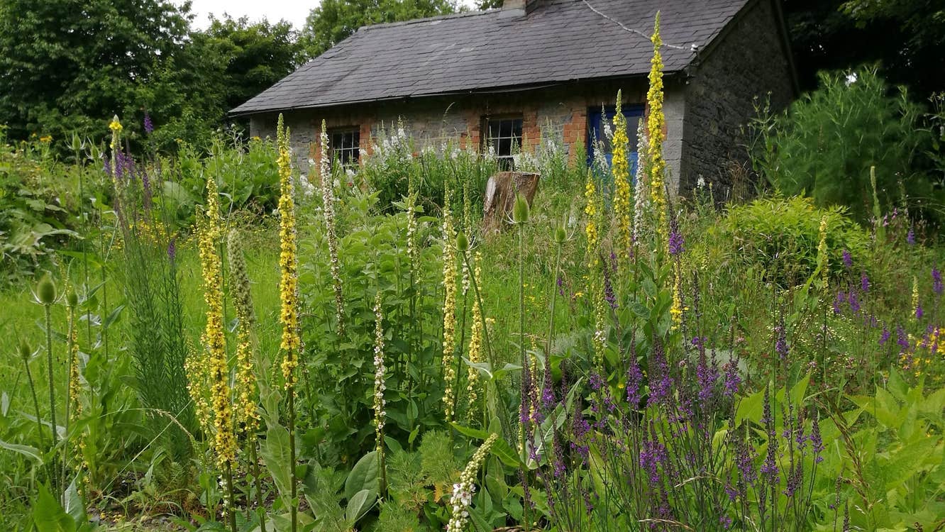 A garden with tall wild flowers in front of a stone cottage
