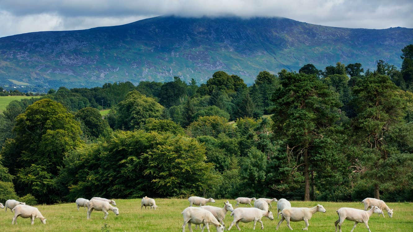 A flock of sheep grazing in front of Blackstairs Mountain, Co Carlow.
