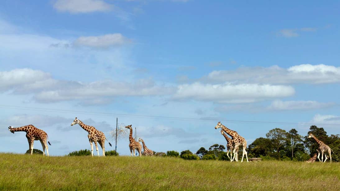 A group of giraffes standing in a field at Fota Wildlife Park in Co Cork.