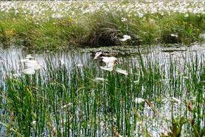 Clara Bog and Mongan Bog, Offaly