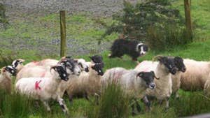 Adopt a Sheep Kissane Sheep Farm
