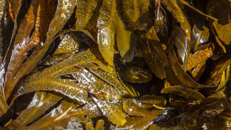 Seaweed