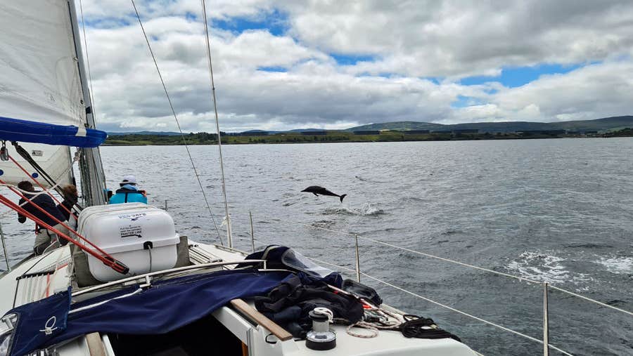 Jessy yacht sailing alongside a dolphin in Adrigole Harbour