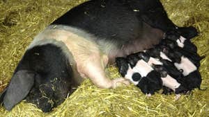 Burren Free Range Pork Farm