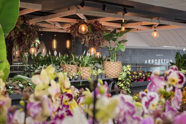 A selection of indoor plants on display at Arboretum Urban Green