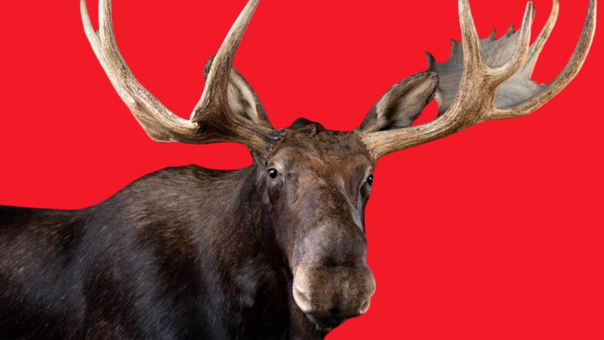 A moose (Alces alces) on display in the Dead Zoo Lab