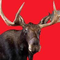 A moose (Alces alces) on display in the Dead Zoo Lab