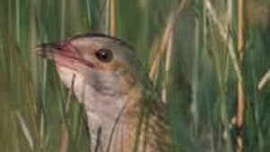 The Barony Of Erris Birdwatching