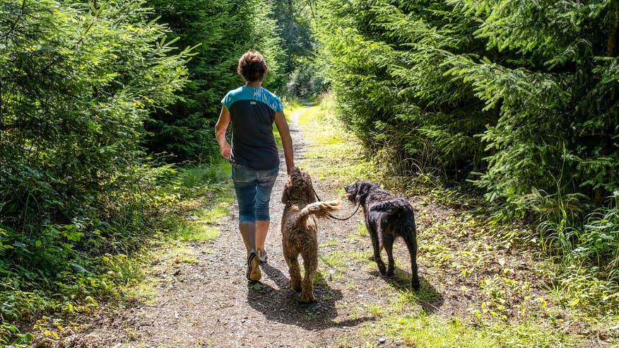 A woman walking dogs in Portumna Forest Park in Co Galway