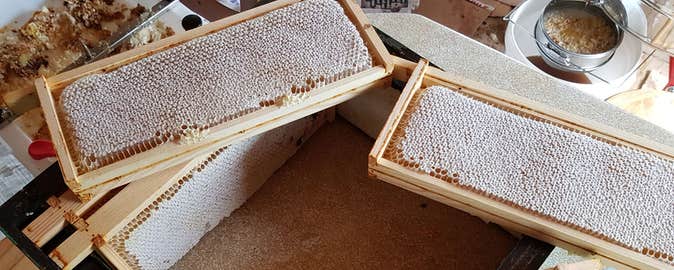 Honey comb fresh from a hive at Killarney Bees Walk and Honey