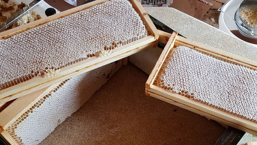 Honey comb fresh from a hive at Killarney Bees Walk and Honey