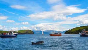 Dingle Dolphin tours – Harbour Cruise