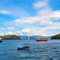 Dingle Dolphin tours – Harbour Cruise 
