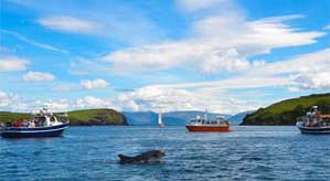 Dingle Dolphin Tours – Harbour Cruise