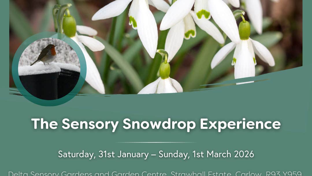 Poster for Carlow Snowdrop Time - Delta Sensory Gardens with small plants with white blooms