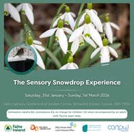 Poster for Carlow Snowdrop Time - Delta Sensory Gardens with small plants with white blooms