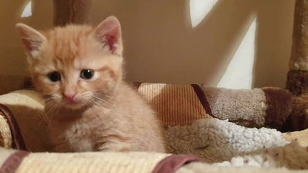 A ginger kitten sitting in a basket in the viewing room at Purr Cafe