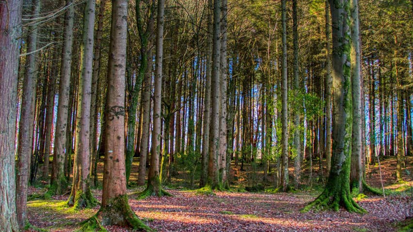 Trees in a forest with leaves on the ground