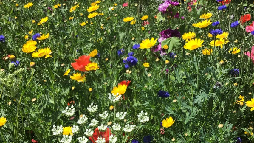 Wild flowers at Aultaghreagh Cottage Garden