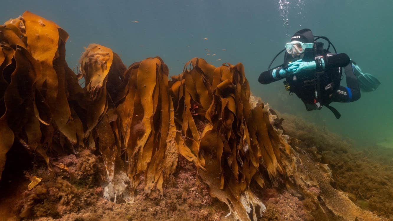 Scuba diver swimming near orange coral reefs